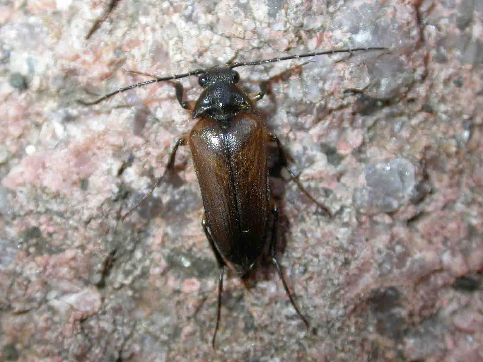 Cebrio sardous (Elateridae Cebrioninae)